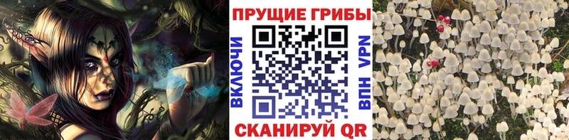 где продают   Ангарск  Псилоцибиновые грибы MAGIC MUSHROOMS 